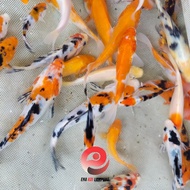 Ikan Koi Import