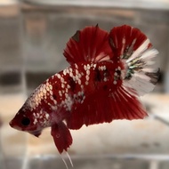 Ikan Cupang Male Red Koi Cooper Gold Size M Mollycutes