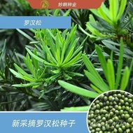 Seeds罗汉松种子 冷藏珍珠 雀舌 贵妃 红芽 珍珠 台湾兰屿罗汉松种子