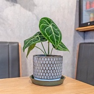圓葉花燭小盆栽 5寸水泥盆幾何圖形風格 桌上型室內植物推薦
