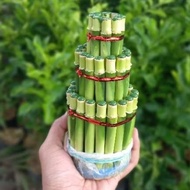Lucky Bamboo