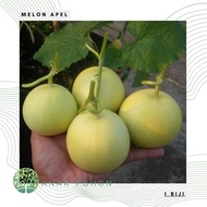 (30 Biji) Benih Bibit Biji - Melon Apel Silver Light Hibrida F1 (Kecil Manis dan Harum) Seeds - Pane