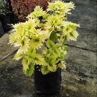 🌱Ati Ati Pokok Hidup Live plant Hiasan Garden Outdoor Tahan Panas dan Mudah Membiak