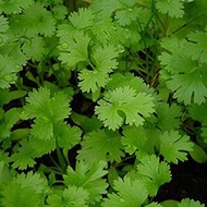 Coriander/Chinese Parsley/Cilantro Organic Non Gmo Seeds Fr SG Ship  Buy 1 Get 1 Free 50 Seeds (Non-