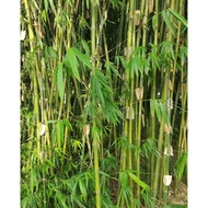 Keratan Pokok Buluh Madu/Bamboo (small size)