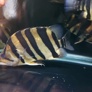 ikan datz jumbo kualitas AA