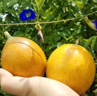 Granadilla Passion Fruit Seeds Ecuador 20 pcs - Rich Nutrition for Garden Plants - Flower & Home - O