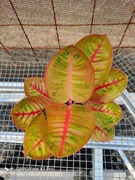 Aglaonema