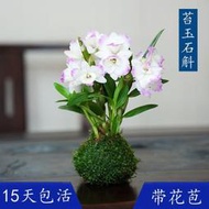 【熱賣】帶多花枝濃香金釵春石斛蘭花苗苔蘚球室內綠植花卉耐旱寒