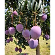 Irwin Purple Mango Plant ＃ Big Packet ＃ Easy to plant