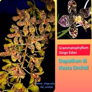 Anggrek Grammatophyllum Singo Edan / Grammatophyllum Singoedan /
