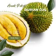 Anak Pokok Durian D24 Cepat Berbuah