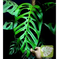 Monstera Esqueleto Rare Plant IOB