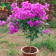 Bougainvillea Indoor Potted Garden Climbing Flower Everblooming Plants Double Seedling Bougainvillea