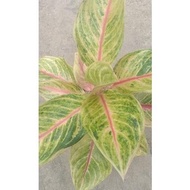 Aglaonema Red Panama Aglaonema Cantik Aglaonema Murah Tanaman Hias