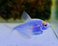 【成崧水族,10送1】藍磚 磚魚 藍磚魚 小型魚 熱帶魚 觀賞魚