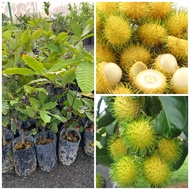 Anak pokok rambutan gading hybrid/rambutan kuning