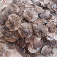 ♟ ☼ ❣ ♆ Narra Tree Seeds Per Pack