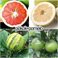 Pokok limau bali kulit merah (red skinned pomelo), limau bali isi putih dan merah
