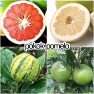 Pokok limau bali kulit merah (red skinned pomelo), sunkist batik, sunkist Bali, Taiwan, limau bali i