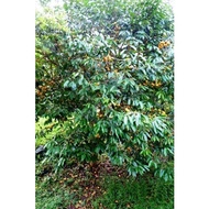 CÂY GIỐNG NHO THÂN GỖ TRÁI VÀNG [ CÂY CAO 1M siêu khỏe dễ trồng và sinh trưởn tốt ] [ F1 ] [ CÂY 3 N