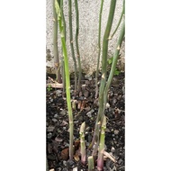 Asparagus Green / Purple Crown /Seeds/Anak Pokok
