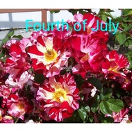 ❁❄ready stock pokok bunga ros ber id tahan panas english rose japan rose ros thailand ros wangi live plant ros nazmie