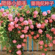 【多西多】薔薇花種子爬藤月季玫瑰四季開花爬墻攀援庭院室內花卉盆栽植物籽
