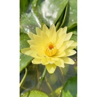 Tropical Waterlily Nymphaea 'Eldorado'