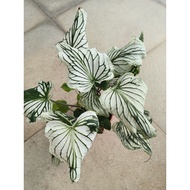 Caladium White Fairy