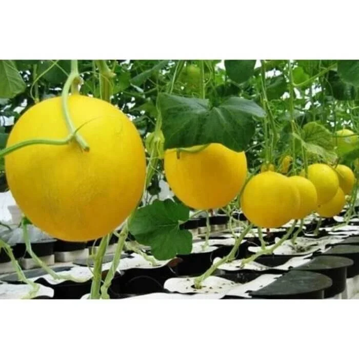 20++ Biji Benih Melon Golden ALISHA F1