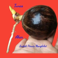 Bahan Bonsai Kelapa/Bonsai Kelapa /Bahan Bonsai Bibit Kelapa