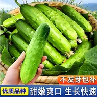 Fruit Cucumber Seeds Drip Gherkin Cucumber Seeds Farm Vegetable Ground Greenhouse Four Seasons Easy 
