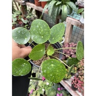 PILEA PEPEROMIOIDES / CHINESE MONEY PLANT