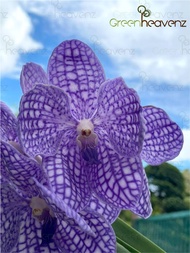 GHZ - Orchid Vanda Flower Plant Pokok Bunga Orkid Hidup 万代兰