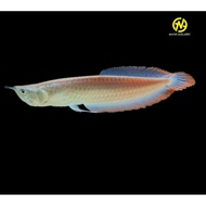new [TERMURAH]Arwana Silver Red Brazil 15-25cm