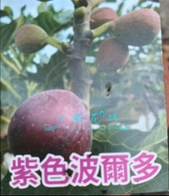 心栽花坊-紫色波爾多/5吋/無花果/水果苗/售價150特價120