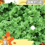 READY AZOLA SEEDS 300 GRAMS AZOLLA DVNS SEEDS