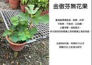 心栽花坊-金傲芬無花果/6吋/無花果/水果苗/售價180特價150