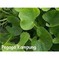 (ANAK POKOK ULAM)Pegaga/Kesum/B. Brazil/Pandan/Serai/Kunyit/Pucuk Manis/Cekur/kari/daun selom/pokok 