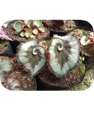 Tanaman hias begonia keong silver