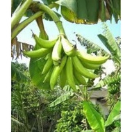 Benih Pisang Tanduk Dan Nangka