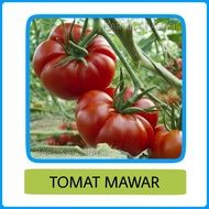 Benih Tomat Mawar Bibit Benih Sayuran Tomat Segar Repack (5biji)