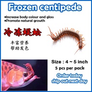 Frozen Centipede Arowana Fish Food 1 Pcs per Pack Lipan Untuk Arowana冷冻蜈蚣 [Free Delivery][Ready Stoc