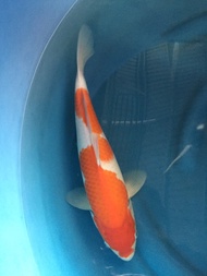 Ikan Koi import bersertifikat, kohaku, breeder momotaro koi farm