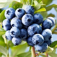 Biji beri biru benih anak pokok blueberry balkoni halaman kebun pasu pokok plum biru benih anak poko