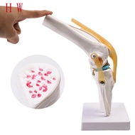 1:1 Flexible Knee Joint Model with Ligaments and Base Femur Tibia and Fibula Bone Anatomy Model Medi