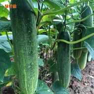 Biji Benih Buah Timun Besar 20pcs /Large Cucumber seeds 大吊黄瓜种子