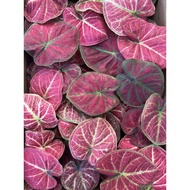 Blooms Nursery Tootsie Rockstar Splendid Caladium New Hybrid | Keladi Thai Live Plant