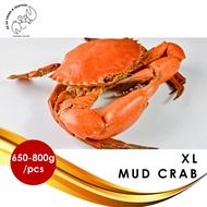 XL Live Mud Crab 螃蟹 (650g to 800g/pc)